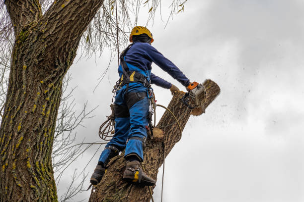 Mulching Services in Glenolden, PA