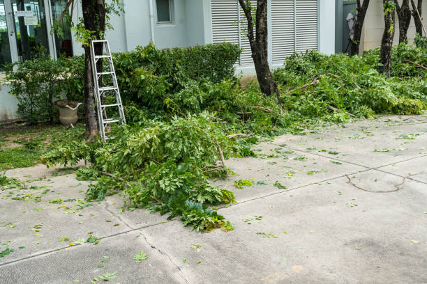 Why Choose Our Tree Removal Services in Glenolden, PA?